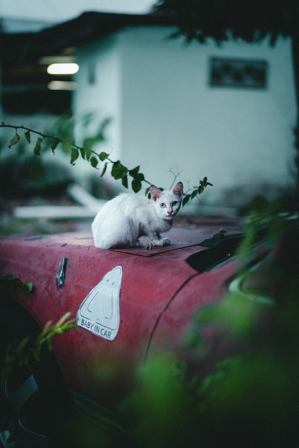 a white cat sitting on top of a red car