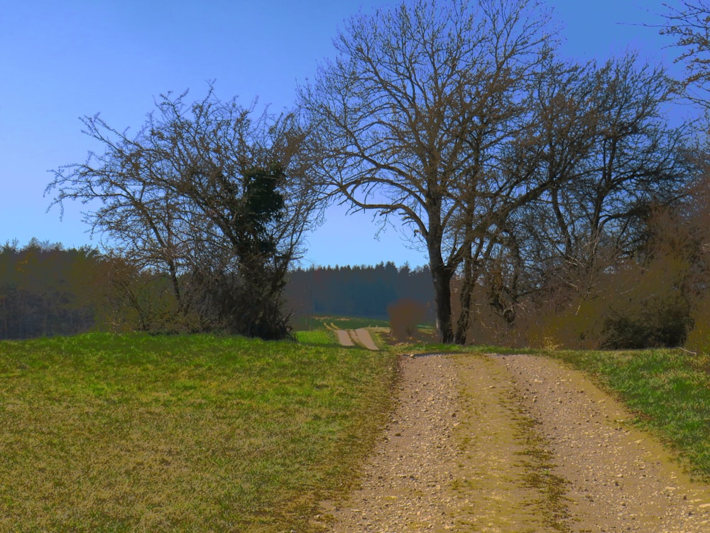 a dirt road in the middle of a grassy field