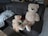 A cozy living room scene featuring a realistic racoon plushie sitting on a couch surrounded by children's toys.