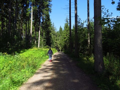 A person walking on a forest trail surrounded by tall trees and sunlight filtering through.