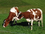 Close-up of healthy cows grazing peacefully in a pasture.