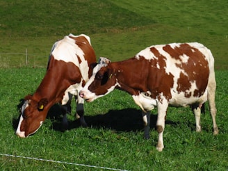 A bright morning scene showing happy cows grazing in a green pasture and chickens roaming freely near the barn.