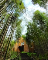 A serene view of the bamboo cabin nestled among tall trees at dawn.