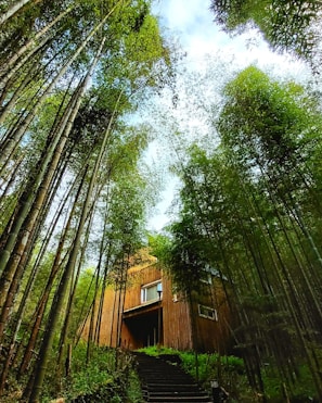 A serene view of the bamboo cabin nestled among tall trees at dawn.