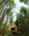 Tall bamboo trees surround a wooden house nestled in a forest, with a stone pathway leading up to it. The sky is partly visible through the dense foliage, creating a serene and secluded atmosphere.