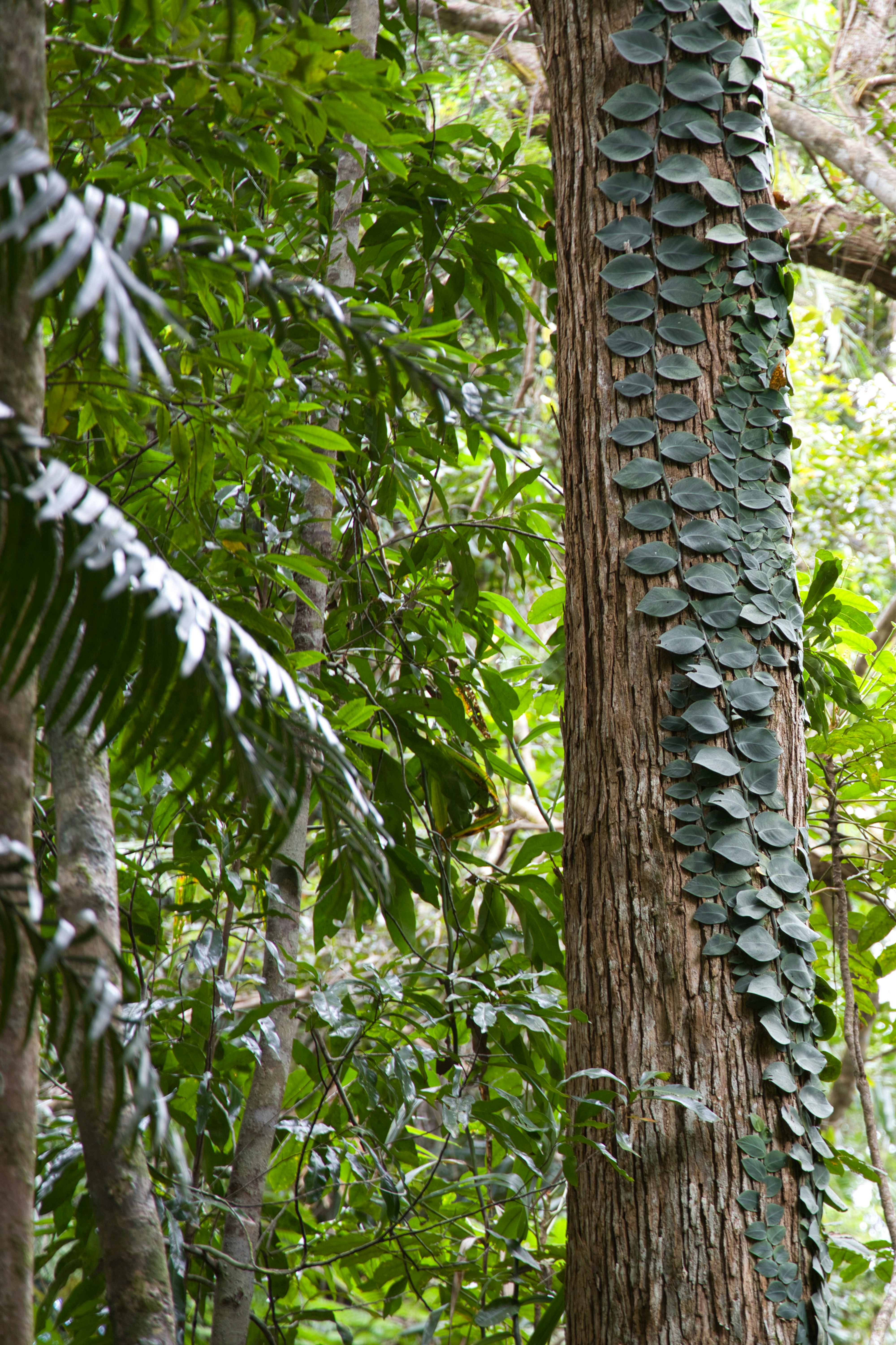 a tree with a lot of green leaves on it