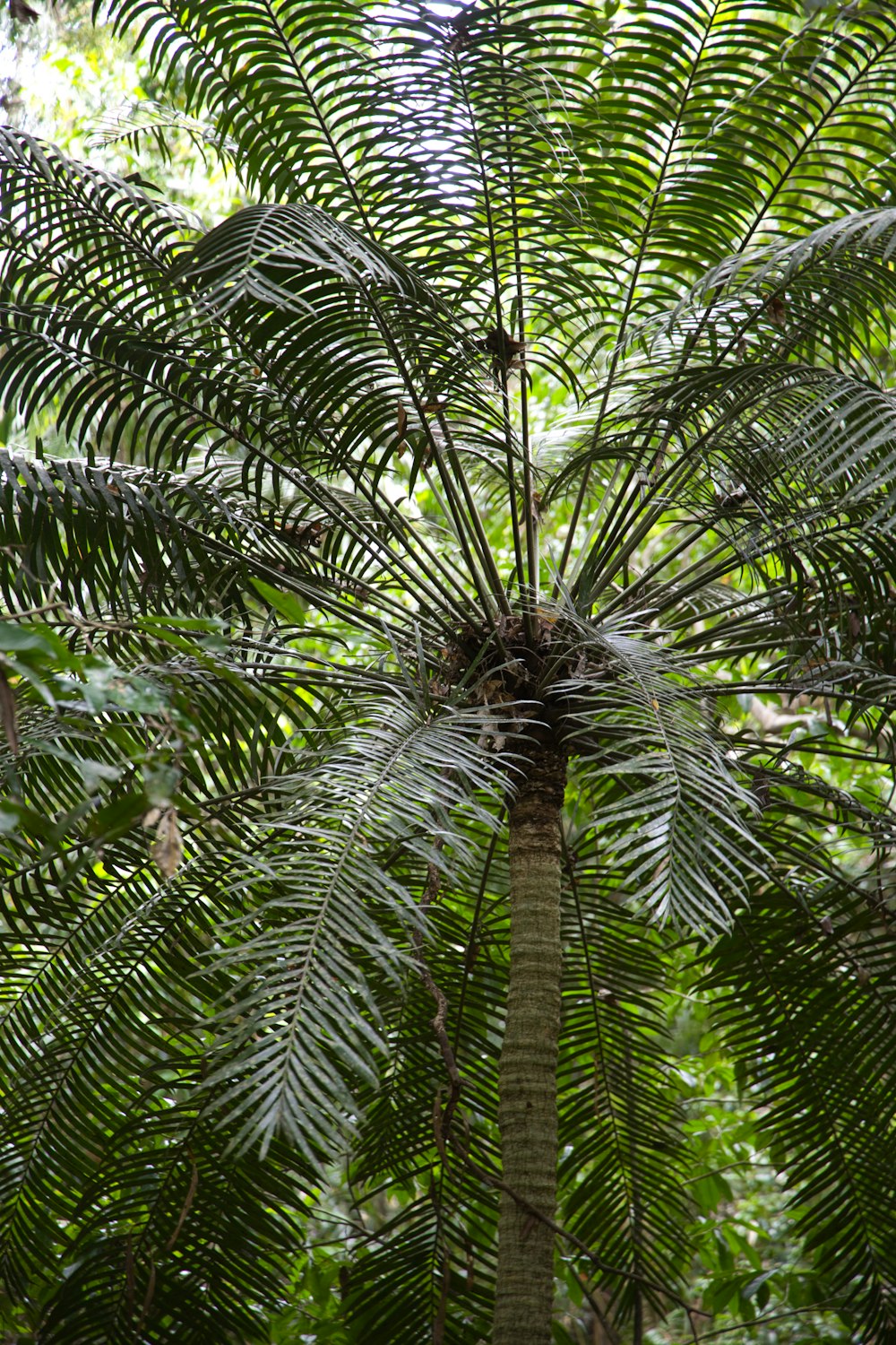 a large tree with lots of green leaves