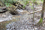 Close-up of lush mangrove roots reaching into a clear freshwater stream in the property.