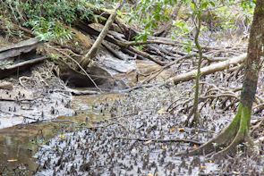 Close-up of lush mangrove roots reaching into a clear freshwater stream in the property.