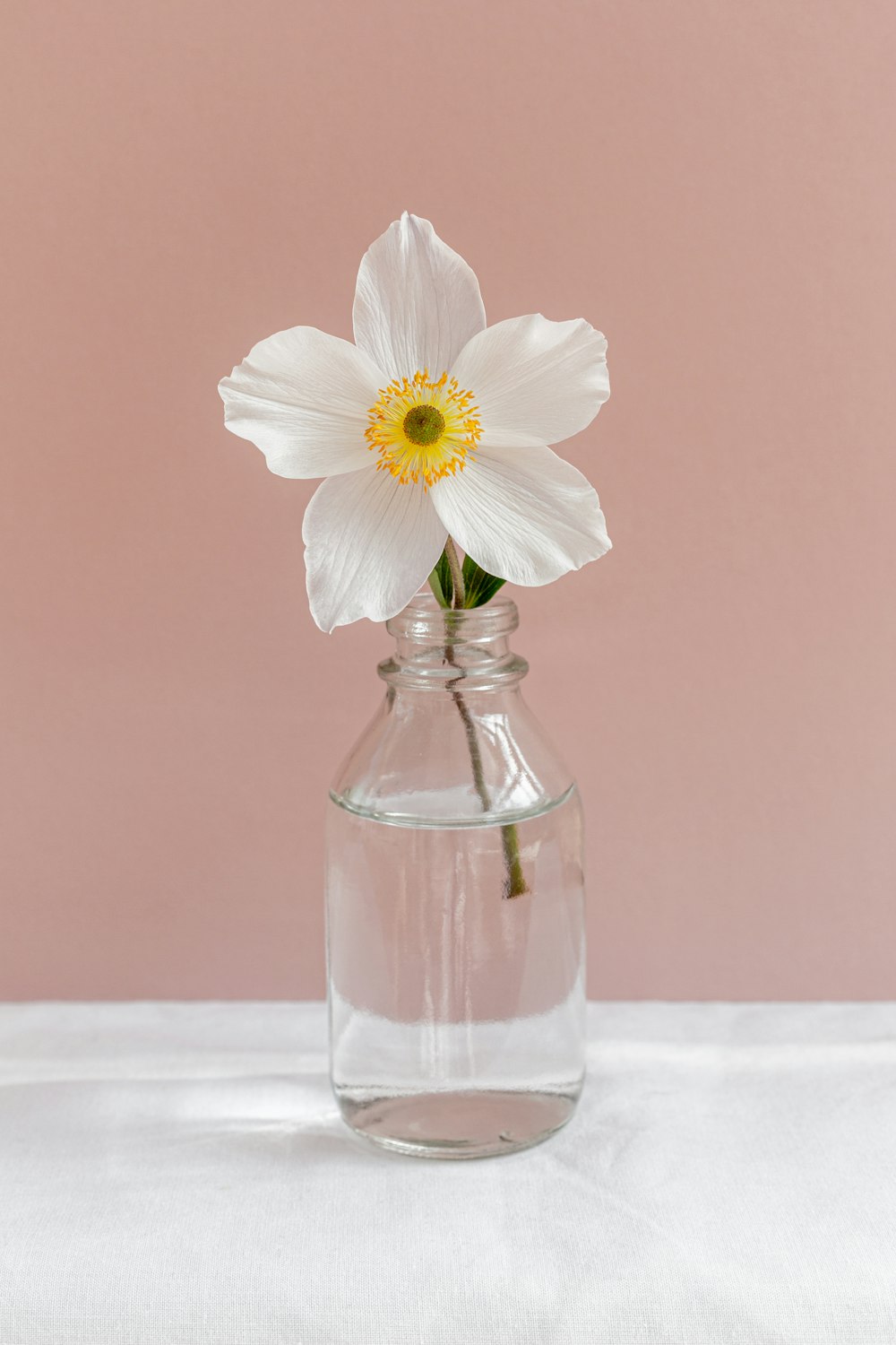 a single white flower in a clear glass vase