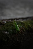 A green grasshopper is perched on a moss-covered surface in a dimly lit environment. The focus is on the grasshopper, emphasizing its delicate features and vibrant color against the dark, blurred background.