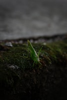 A green grasshopper is perched on a moss-covered surface in a dimly lit environment. The focus is on the grasshopper, emphasizing its delicate features and vibrant color against the dark, blurred background.