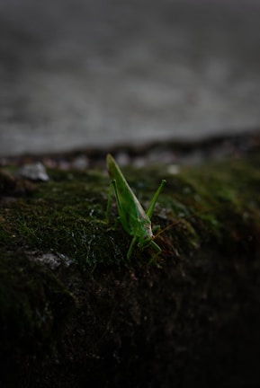 A green grasshopper is perched on a moss-covered surface in a dimly lit environment. The focus is on the grasshopper, emphasizing its delicate features and vibrant color against the dark, blurred background.