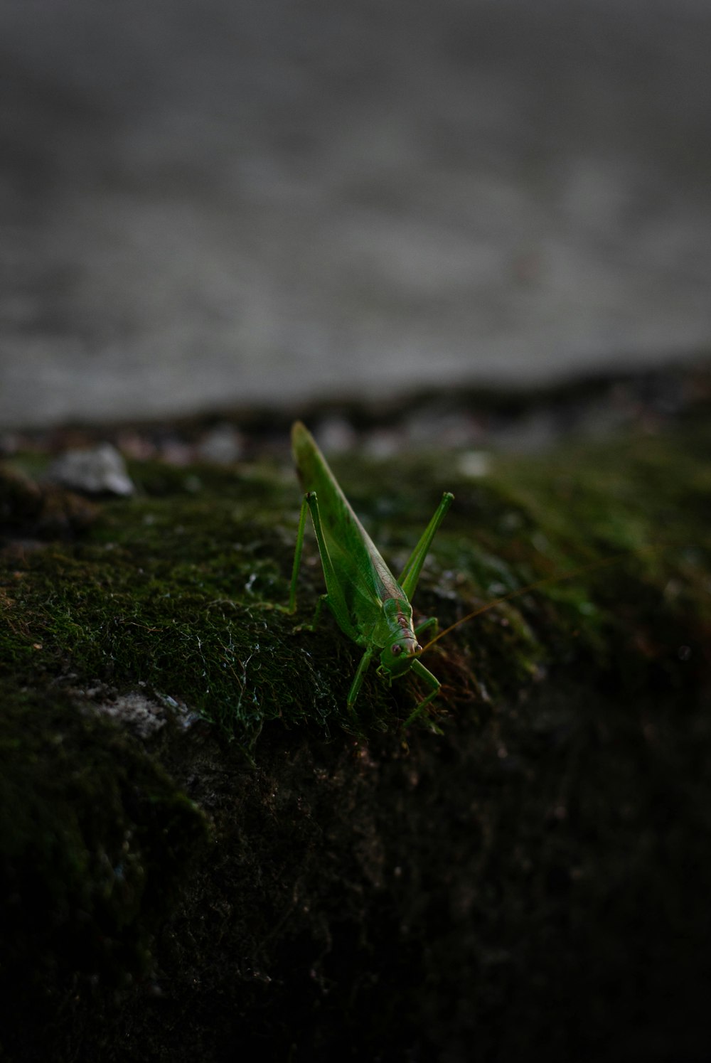 a green grasshopper sitting on top of a moss covered rock