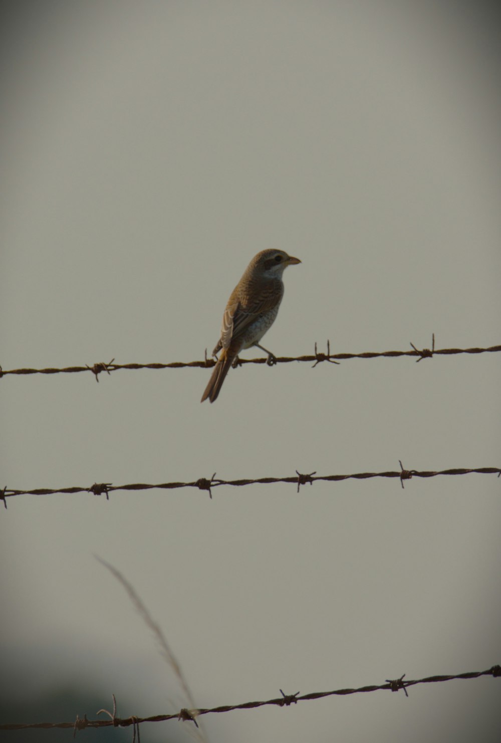 a small bird sitting on top of a barbed wire fence