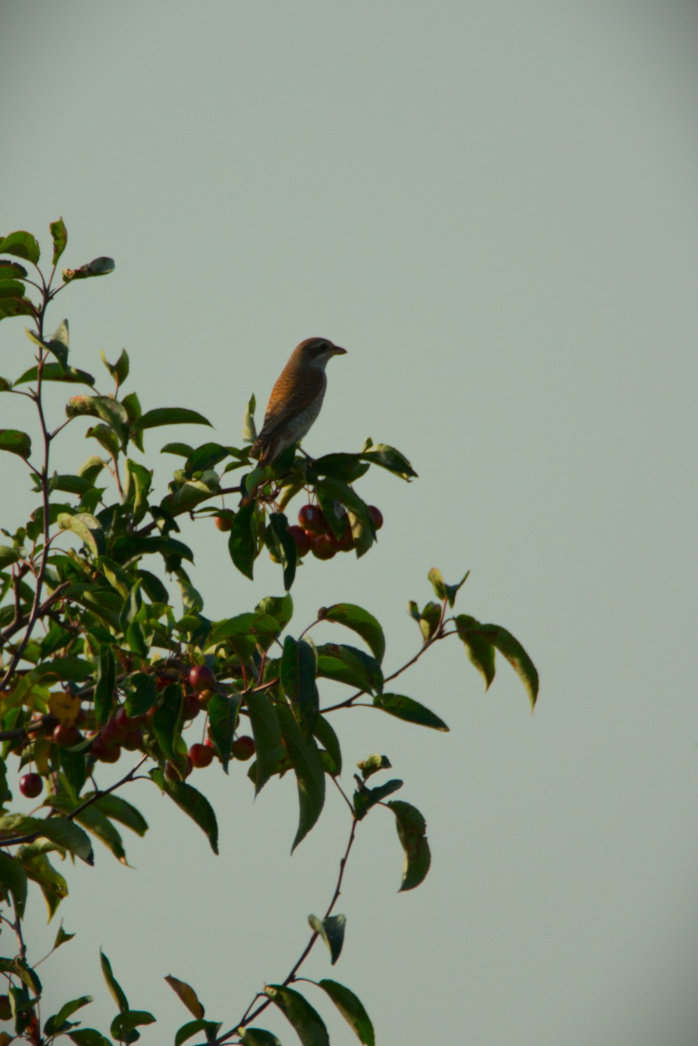 a bird sitting on top of a tree branch