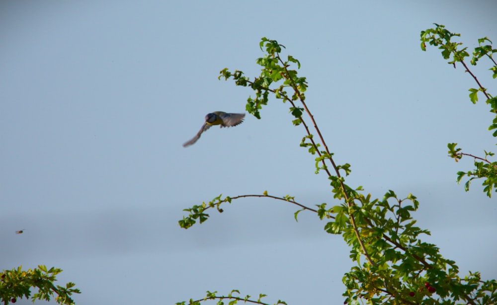 a bird flying through the air near a tree