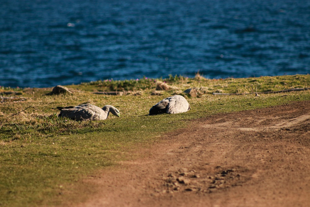 a couple of sheep laying on top of a grass covered field