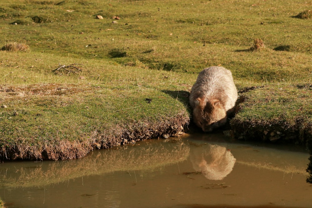 a bear drinking water from a small pond