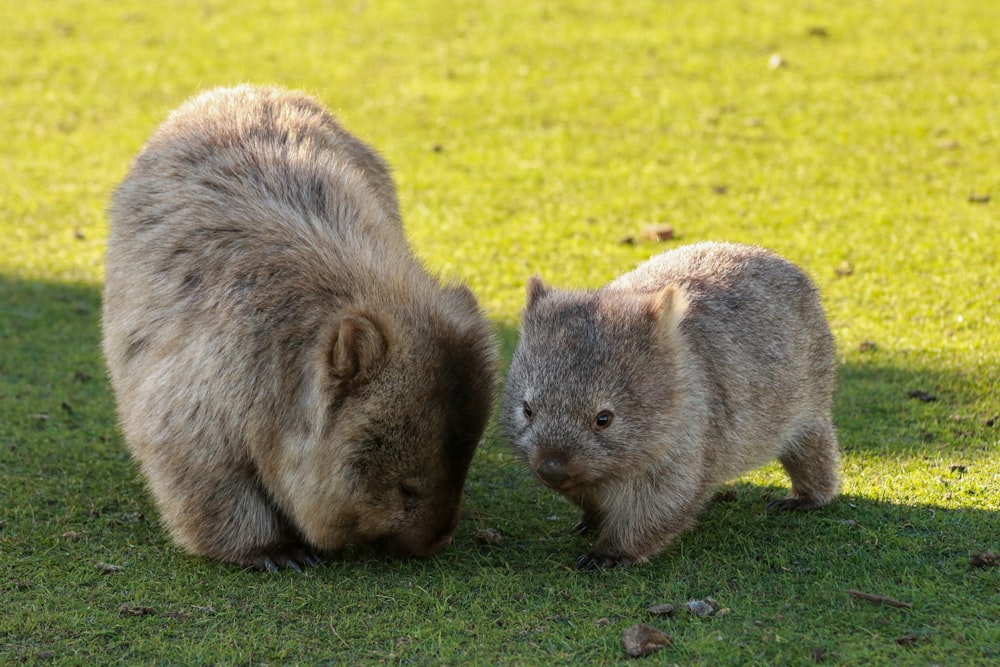 Un par de animales que están parados en la hierba