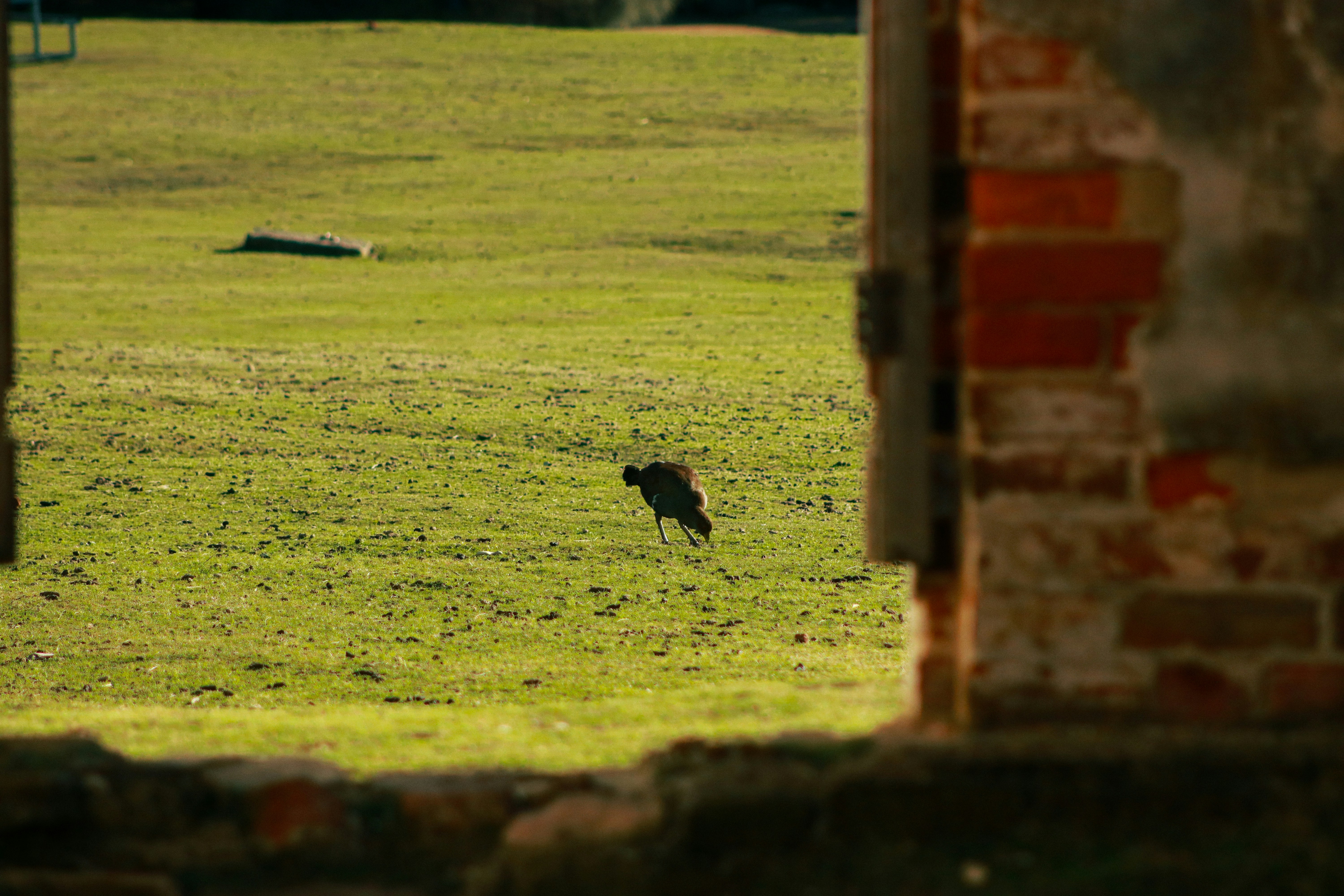 a bird is standing in the middle of a field