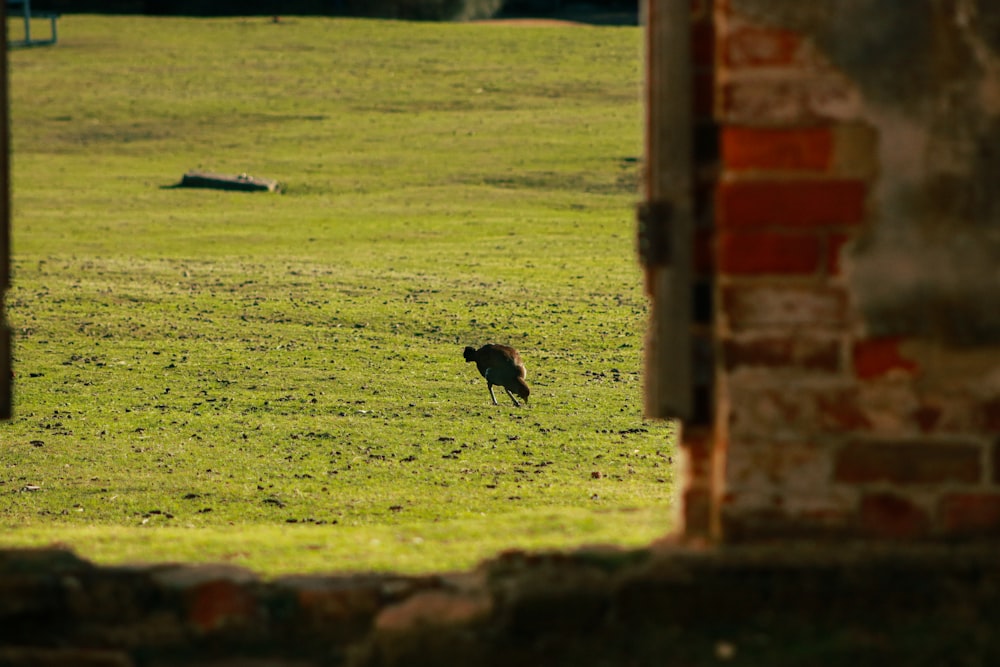 Un pájaro está parado en medio de un campo