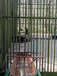 A large animal is sitting on the ground inside a metal cage with vertical bars. The cage has a greenish tint to it, and there is a structure in the foreground that appears to be a water trough.