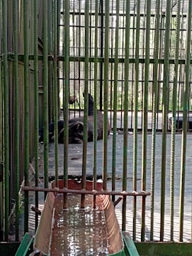 A large animal is sitting on the ground inside a metal cage with vertical bars. The cage has a greenish tint to it, and there is a structure in the foreground that appears to be a water trough.