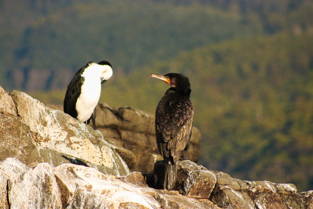 a couple of birds sitting on top of a rock