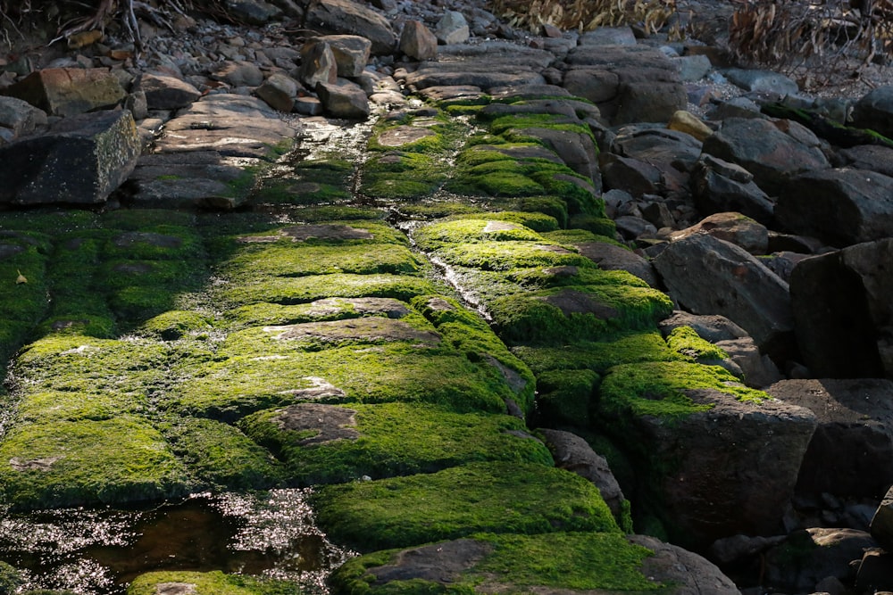 moss growing on a stone wall in the woods