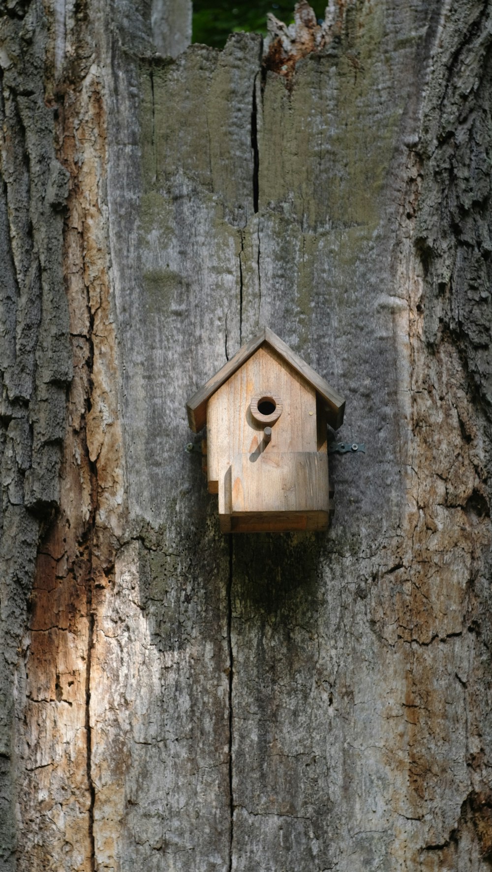 a birdhouse hanging from a tree in a forest