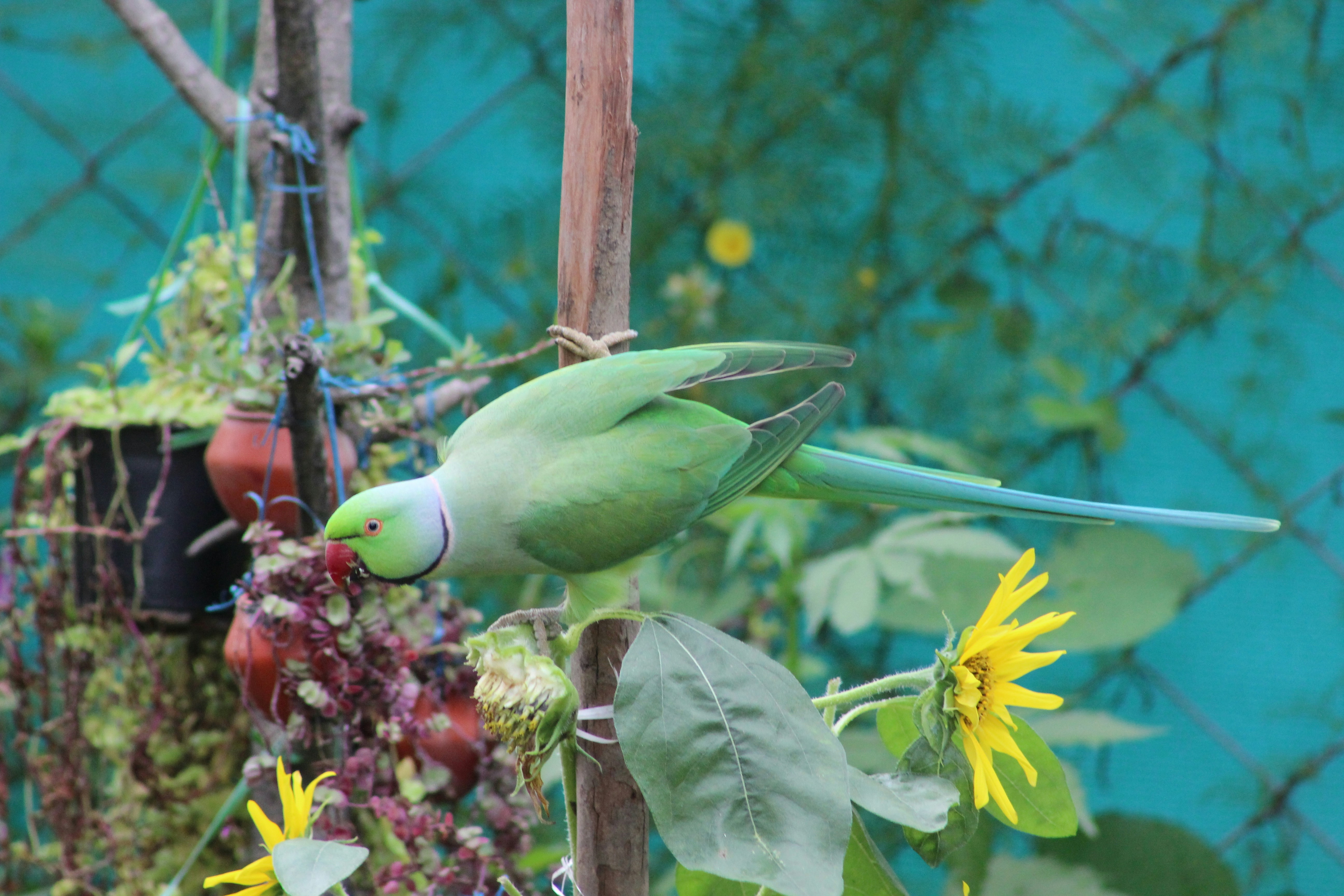 8 Bird Feeding Tips for Using Natural Food Sources