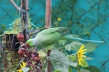 A vibrant green parrot with a red beak is perched on a wooden stick surrounded by various potted plants. A wooden pole supports the plants, and sunflower blossoms with bright yellow petals are visible. The background features a netted fence with green foliage.