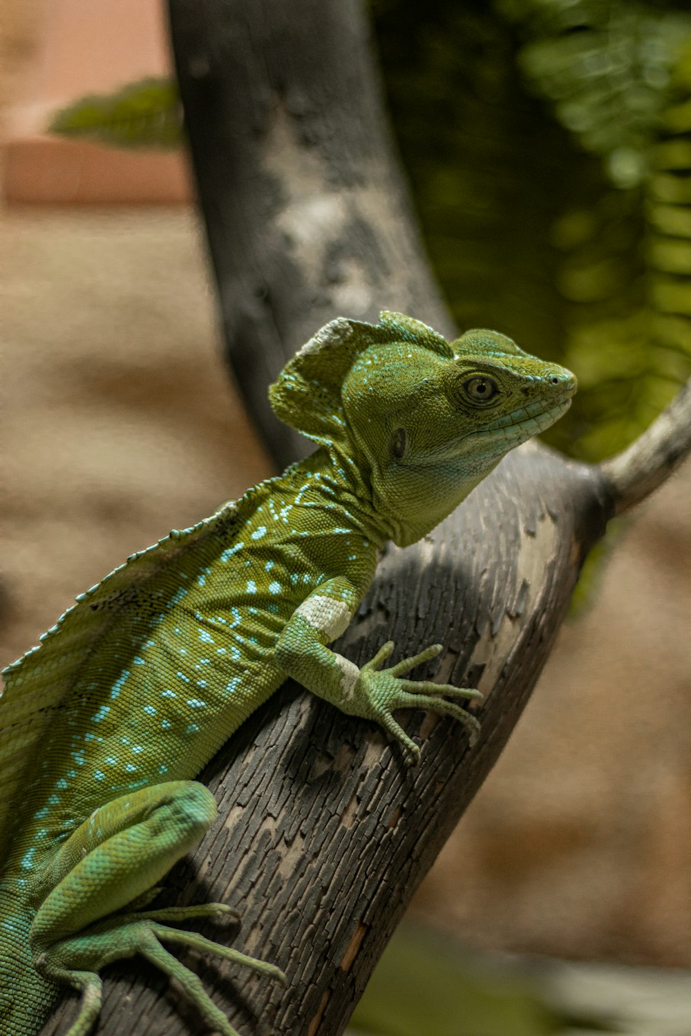 a green lizard sitting on top of a tree branch