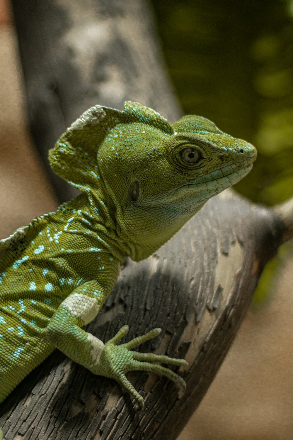 Un lagarto verde sentado en la cima de la rama de un árbol