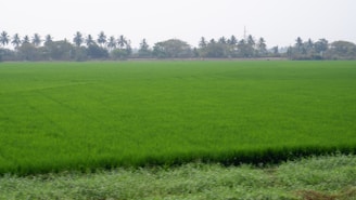 A vast expanse of lush, green agricultural fields stretches out, with a line of tall palm trees in the distance. The sky appears clear, suggesting a bright and sunny day.