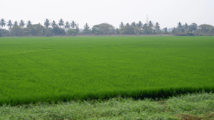A vibrant farm landscape in Perak with fresh vegetables and fruits ready for harvest under a clear sky.