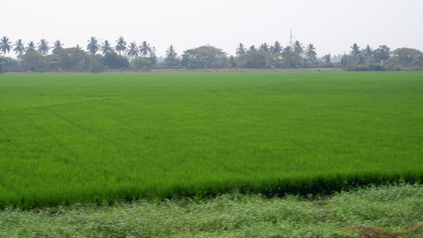 A panoramic view of a vast plantation mixing rubber trees, spice plants, and soybean crops under a bright sky.
