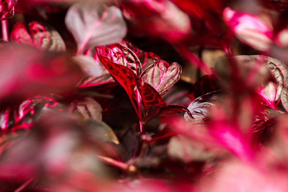 a close up of a bunch of red leaves