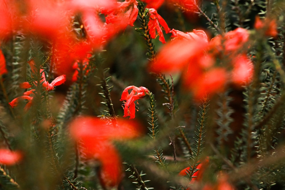 a bunch of red flowers that are in the grass