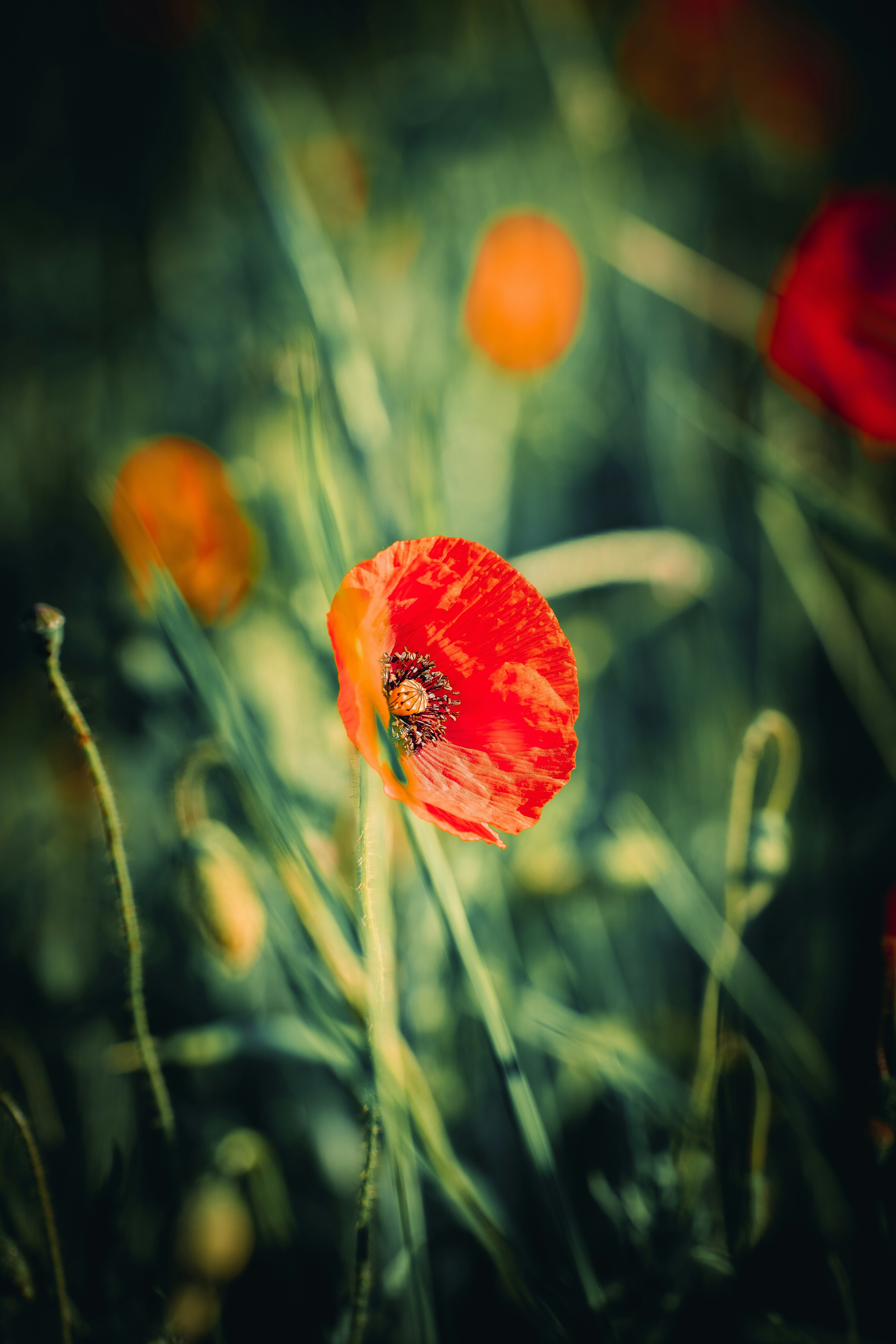 Photo by stphotographer