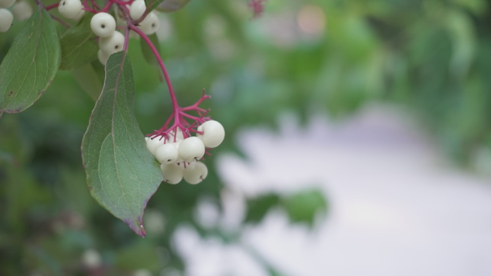 a bunch of white berries hanging from a tree