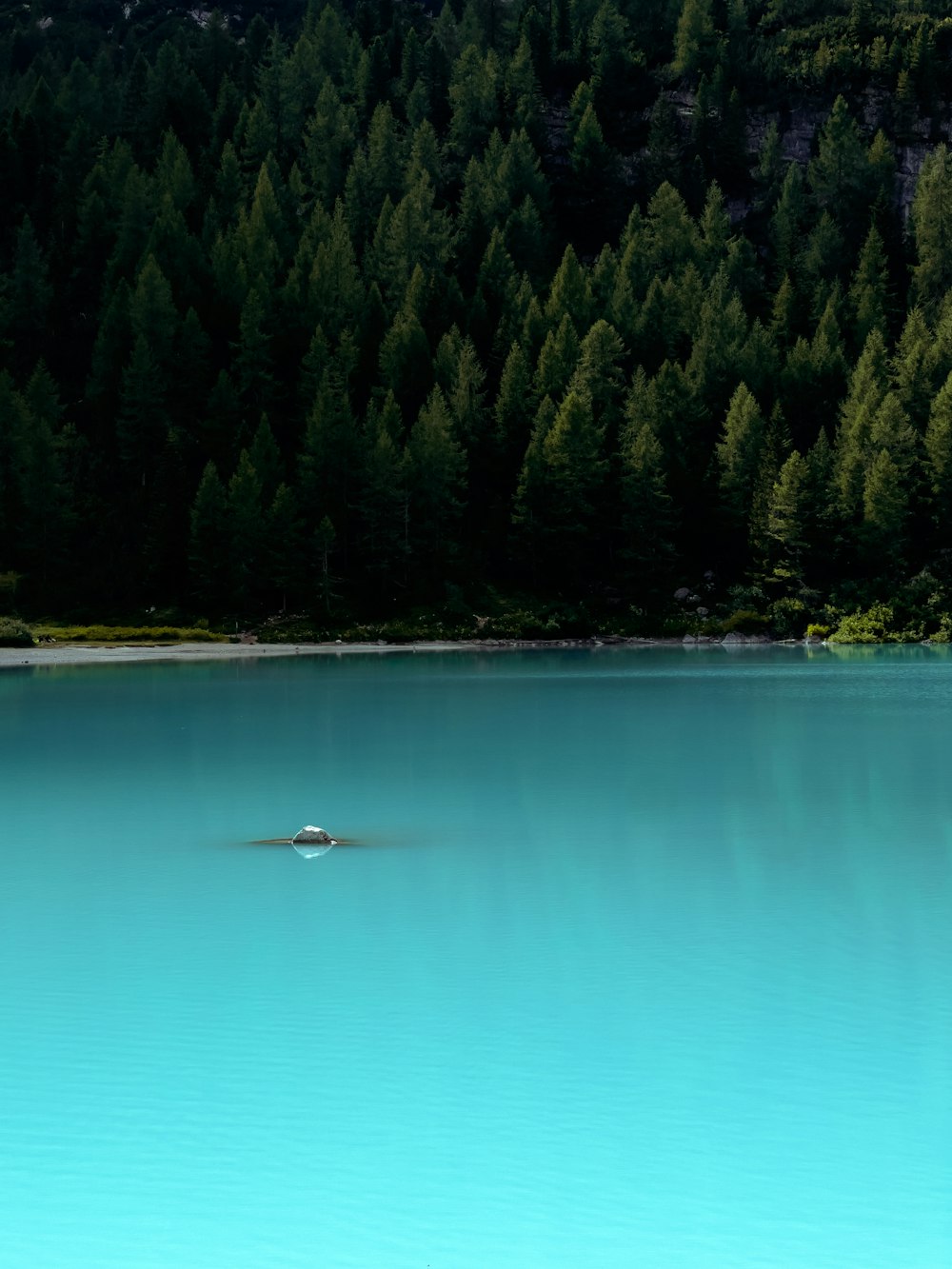 a large body of water surrounded by trees