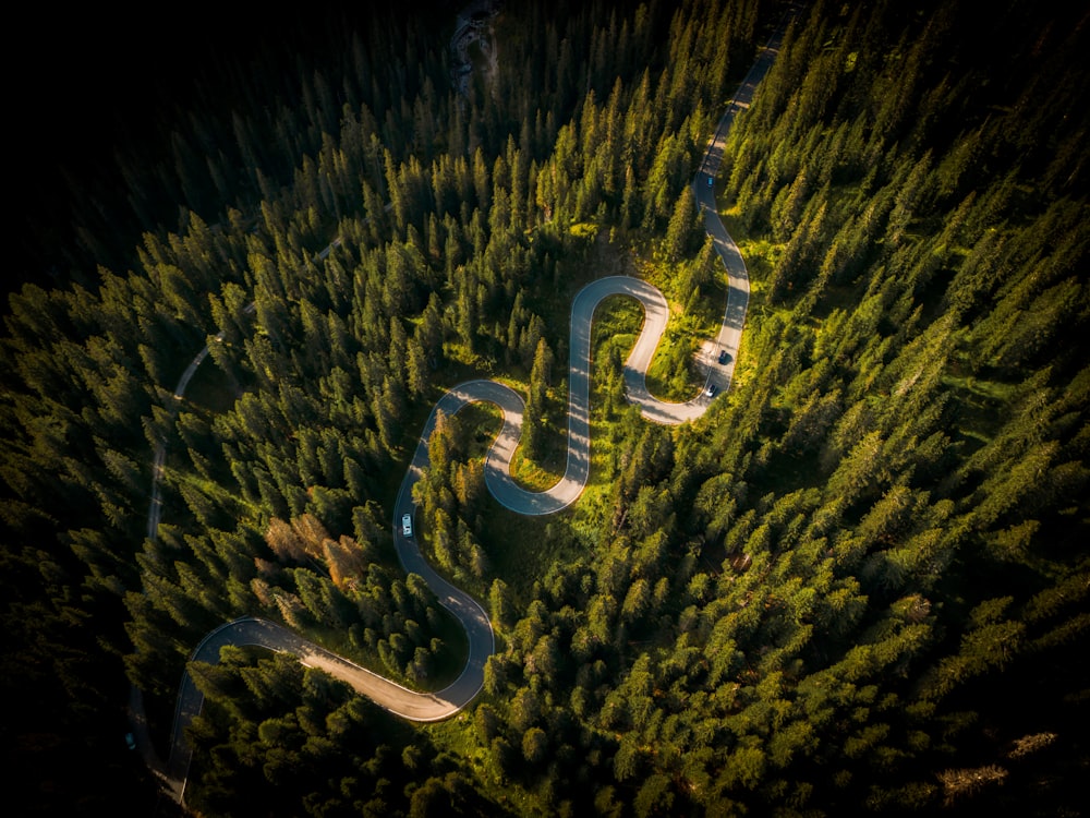 a winding road in the middle of a forest