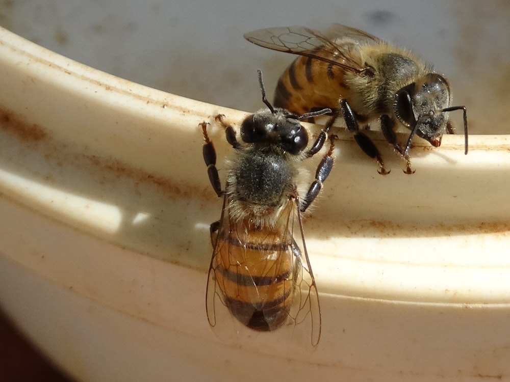 a couple of bees sitting on top of a white bowl