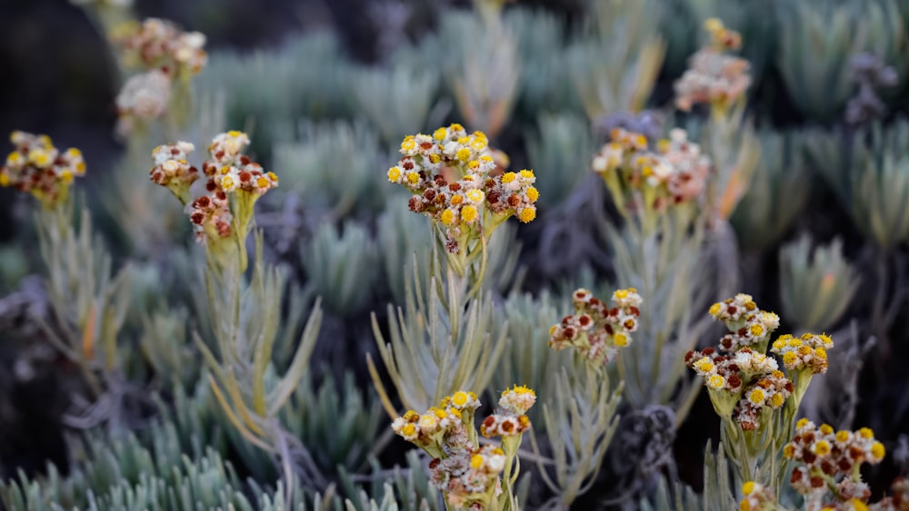 a close up of a plant with yellow flowers