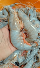 A close-up view of a person holding fresh raw prawns. The prawns have a shiny texture with their legs and antennae visible. The hand is holding one prawn prominently, surrounded by several other prawns.