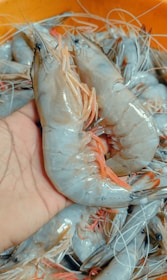 A close-up view of a person holding fresh raw prawns. The prawns have a shiny texture with their legs and antennae visible. The hand is holding one prawn prominently, surrounded by several other prawns.