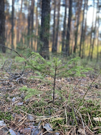 A young sapling with delicate green needles grows amidst a forest floor covered in pine needles and small patches of moss. Tall trees with rough bark dominate the background, creating a serene woodland environment with diffused sunlight filtering through the canopy.