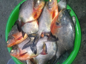 Several fish with shiny scales are placed inside a bright green plastic container. The fish have an orange hue around their heads and some scales are silver, reflecting light.